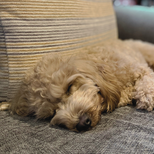 Welcome to the Good Vibes Pack – Fun, Feng Shui & Wisdom by Pets