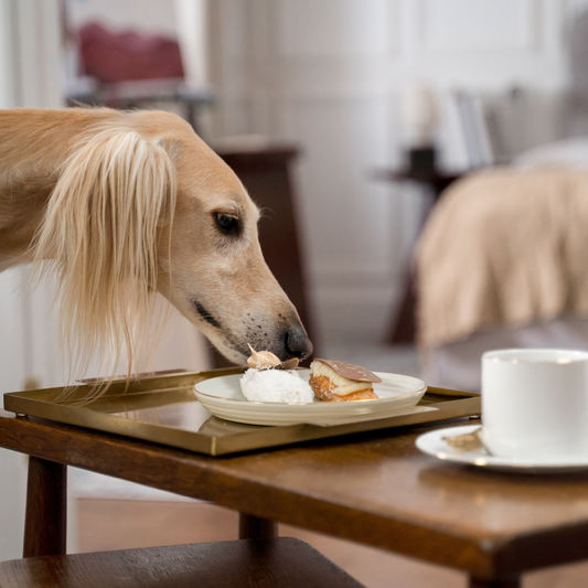 5 Life Lessons from Dogs That Will Make You Happier (You’ll Wish You Learned Sooner!)