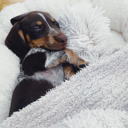 Cute dog sleeping in a dog bed